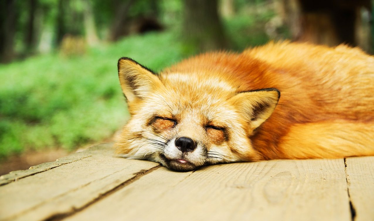 Fox taking afternoon rest