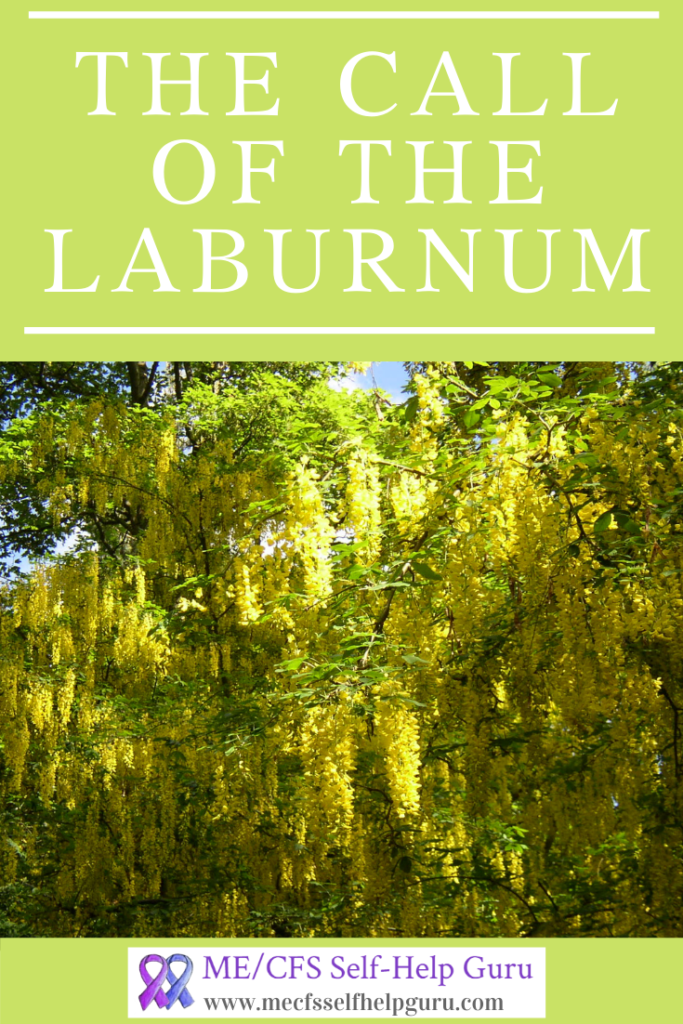 Pin showing a beautiful laburnum tree