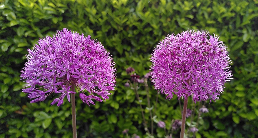 two beautiful alliums showing joy can be found in the little things