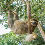 A relaxed effortless, kind and joyful looking sloth